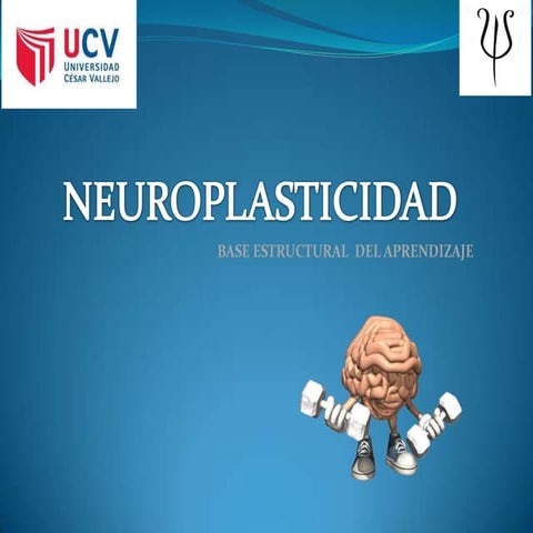 Neuroplasticidad