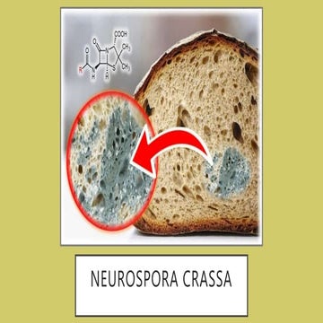 Neurospora crassa