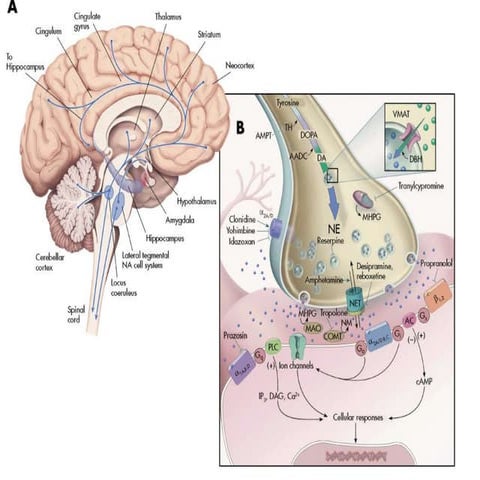Neurotransmitters