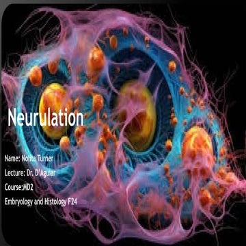 Neurulation , Harvard University Embryology