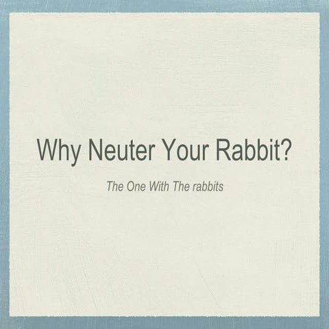 Neutering rabbit | PPTX