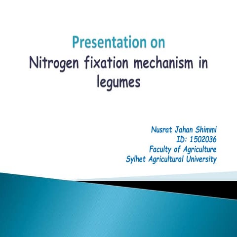 Nitrogen fixation mechanism in legumes