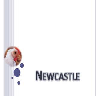 Newcastle Aviar