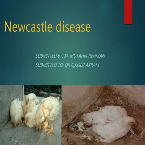 Newcastle disease