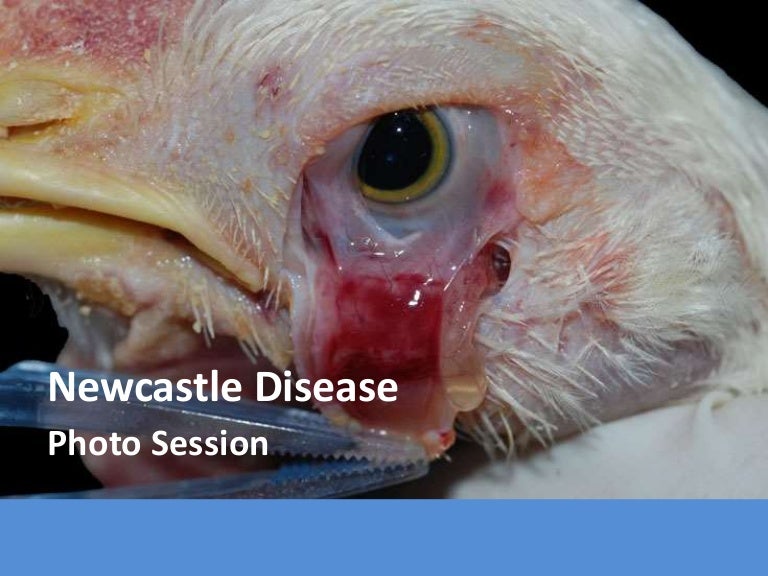 Newcastle Disease - Photo Session