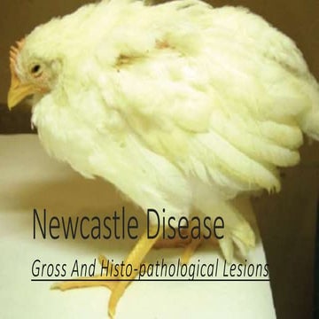 Newcastle disease (Ranikhet)