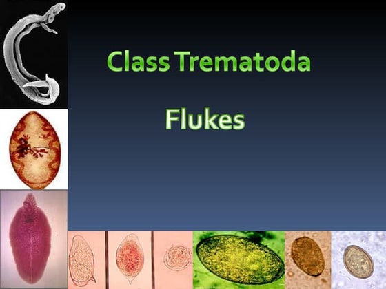 Nematodes trematodes and cestodes handouts | PDF