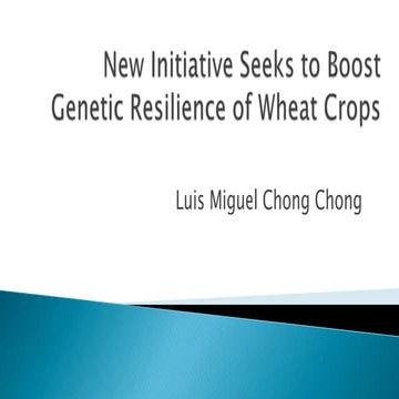 New Initiative Seeks to Boost Genetic Resilience of Wheat Crops