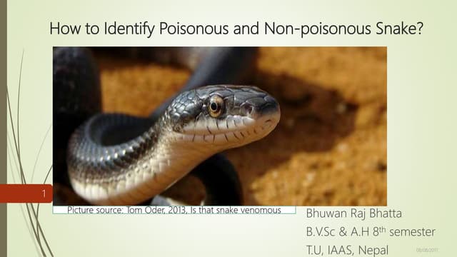 How to Identify Poisonous and Non-poisonous Snake
