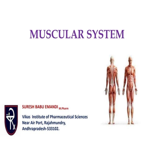MUSCULAR SYSTEM AND ITS COMPONENTS
