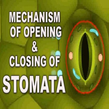 Physiology of stomata | PPT