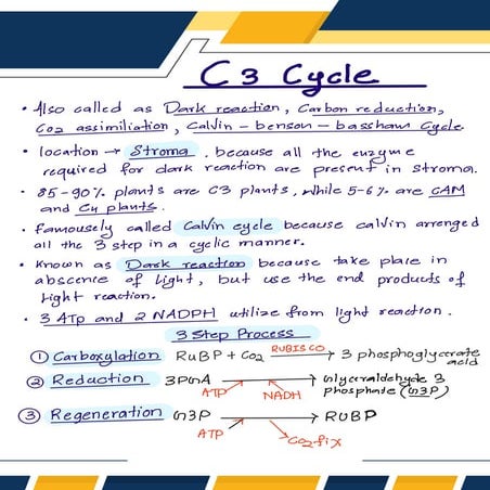 C2, C3, C4, Cycle & Photorespiration Notes | PDF