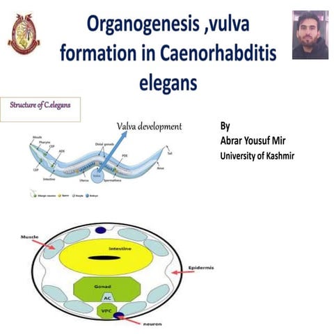  organogenesis ,vulva formation in Caenorhabditis elegans 
