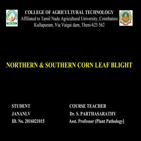 NORTHERN AND SOUTHERN CORN LEAF BLIGHT