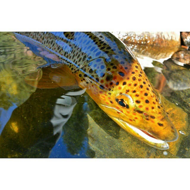 How's Fly Fishing in Durango, Colorado this May?