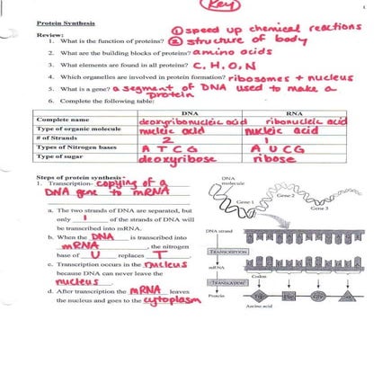 Newproteinreviewsheet