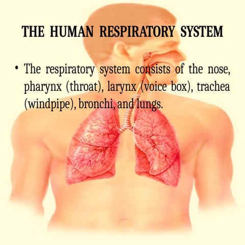 new respiratory system anatomy new.ppsx. | PPSX