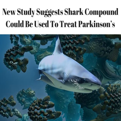 New Study Suggests Shark Compound Could Be Used To Treat Parkinson’s