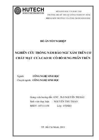 Nghiên cứu trồng nấm bào ngư xám trên cơ chất mạt cưa cao su có bổ sung phân trùn
