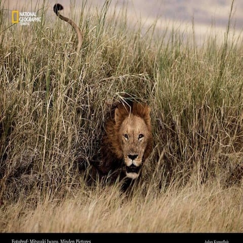 Ng Incredible Images