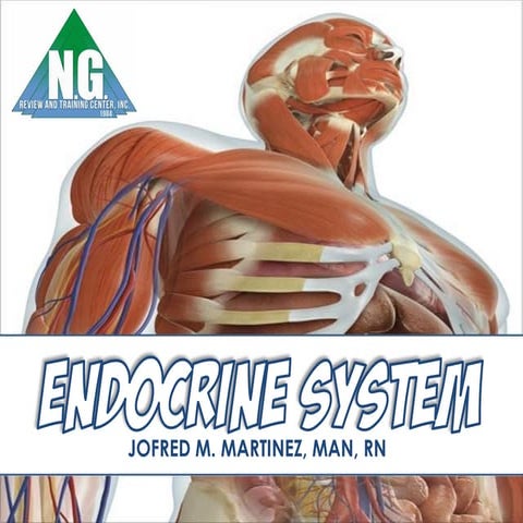 NGRTCI Endocrine System Anatomy Lecture