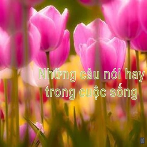 Những câu nói hay trong cuộc sông
