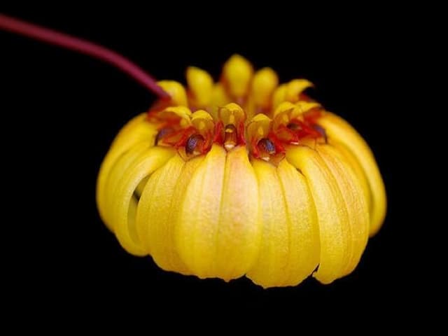 Những loài Phong Lan hoang lạ