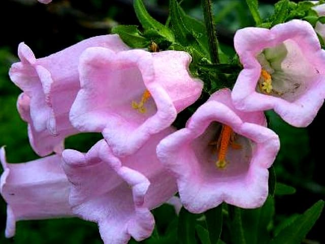 Nice Bell Flowers