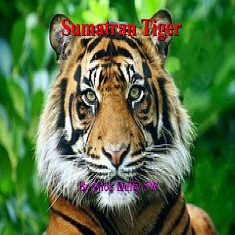 Nick d sumatran tiger | PPT