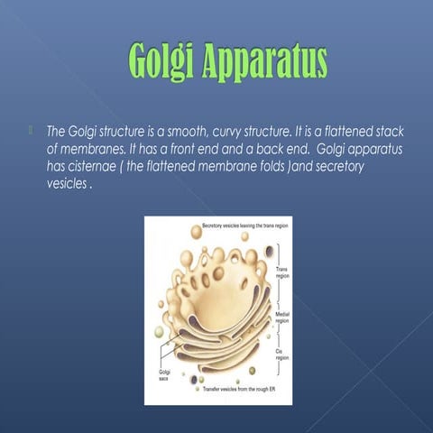  golgi apparatus 