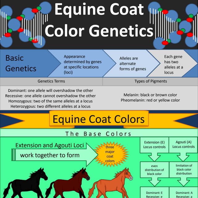 Equine Coat Color PDF