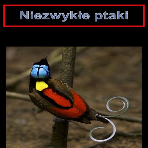 Niezwykle ptaki1 birds of paradise humming-birds1