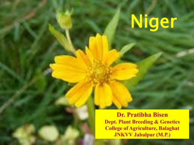Niger Breeding,crop improvement