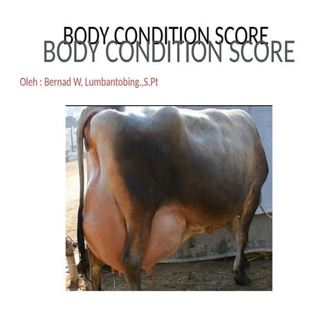 Nilai Kondisi Tubuh sapi dan bcs ok.pptx