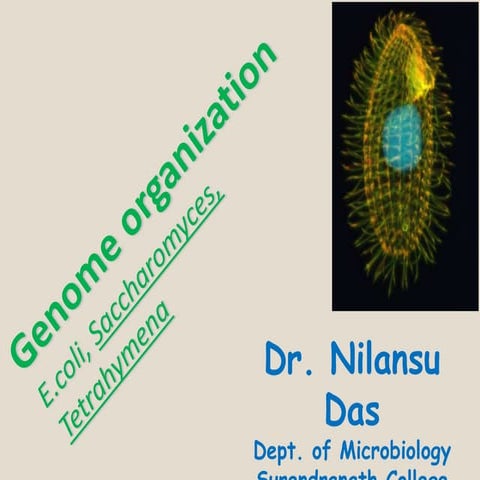 NILANSU_DASGenome organization2020-04-08Genome organization.pptx