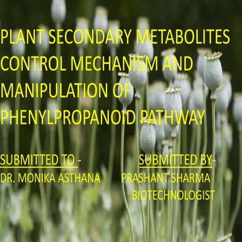 plant secondary metabolites control mechanism and manipulation of phenylpropa...
