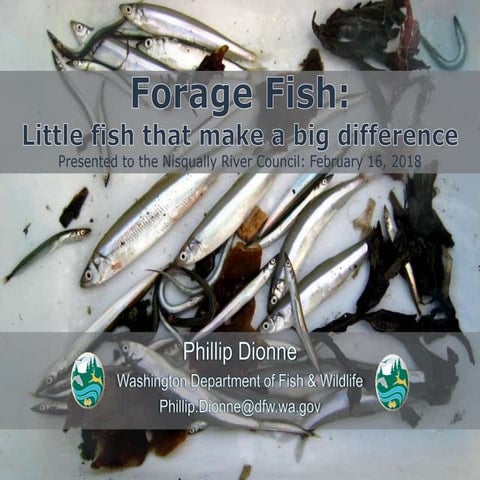 The Ecology of Forage Fish in the Salish Sea | PDF