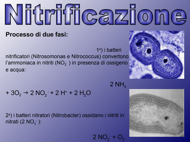 Denitrificazione