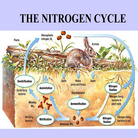 Nitrogen cycle