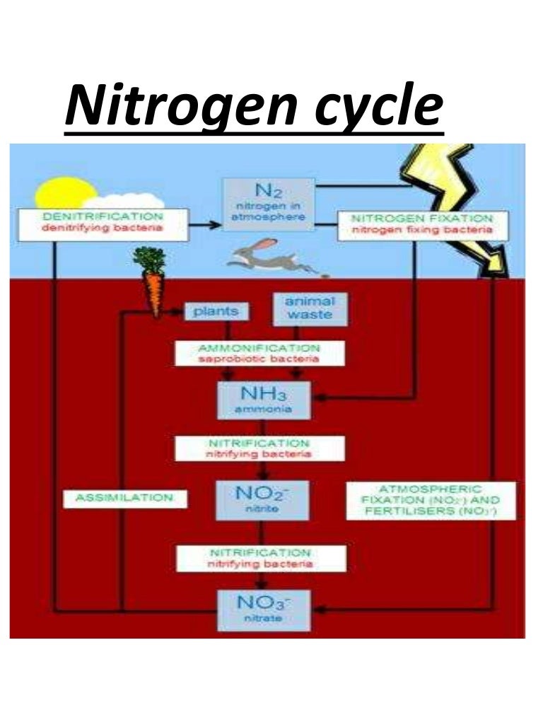 Nitrogen cycle