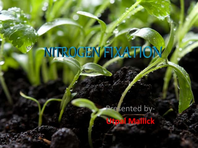 Nitrogen fixation in Plants