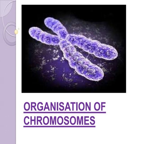 organization of DNA in chromosomes.