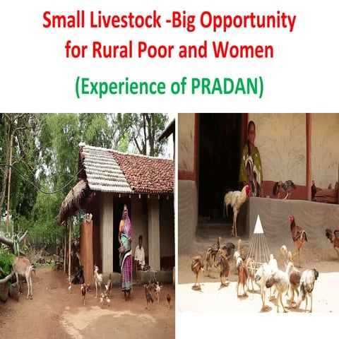 Small livestock - BIG opportunity for the rural poor and women