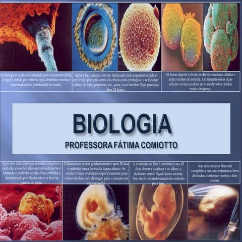Niveis de organização dos seres vivos Bio 1 ano