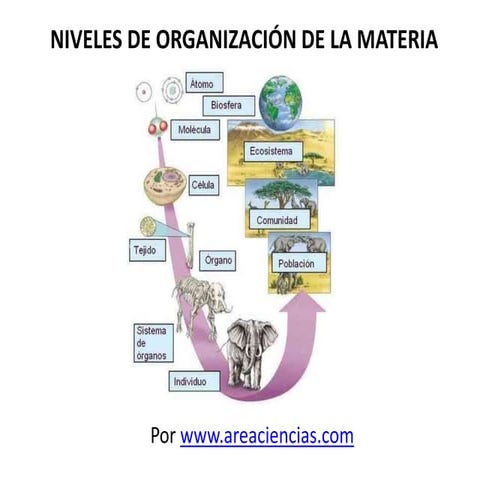 NIveles de Organización de la Materia | PPTX