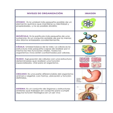 Niveles de Organización