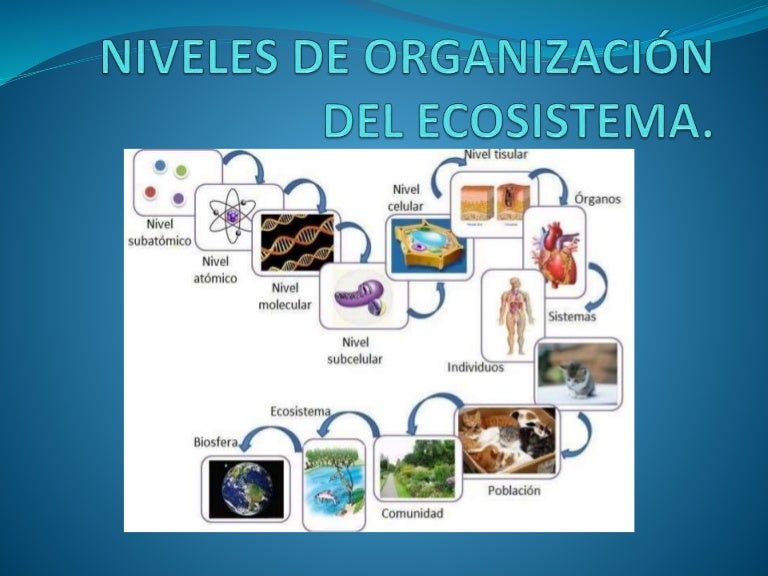 Niveles de organización del ecosistema