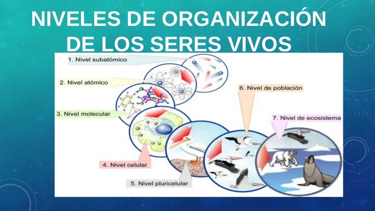 Niveles De Organización De Los Seres Vivos Lic Javier Cucaita