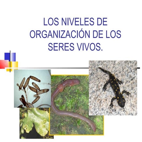Niveles de organizacion de los seres vivos