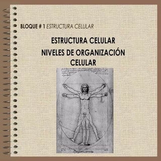 NIVELES DE ORGANIZACIÓN CELULAR